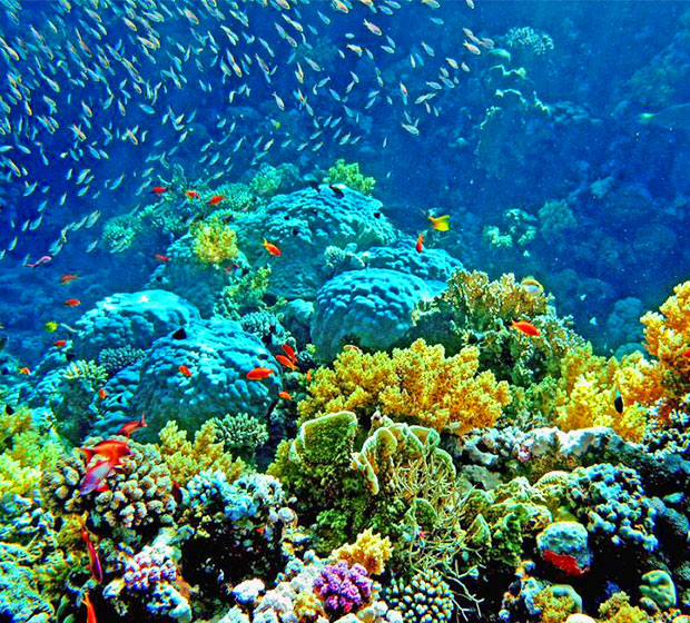 Philippines Snorkeling & Diving Tours