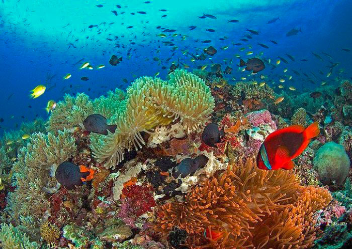 Rose Coral Garden in Balicasag Island, Bohol