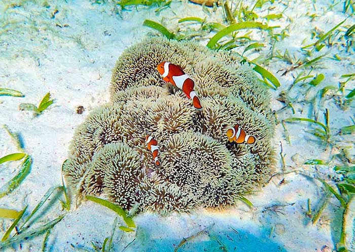 Banana Island boasts diverse and vibrant marine life