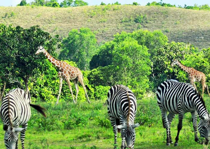 Calauit Wildlife Safari Park, Coron