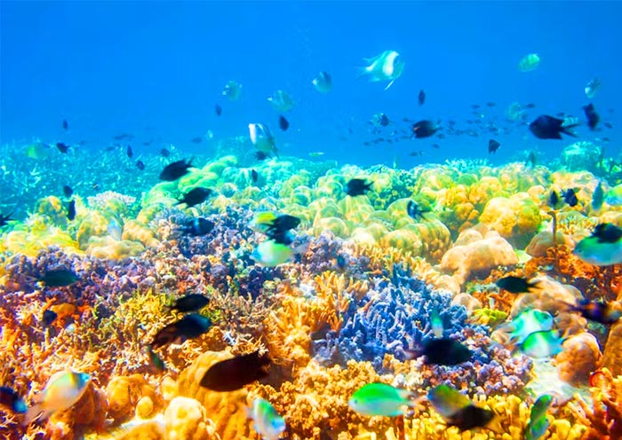 A beautiful snorkeling spot located in Coron